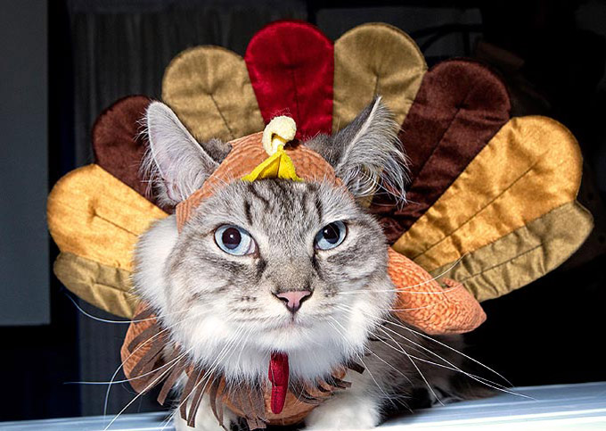 cat dressed up as a turkey