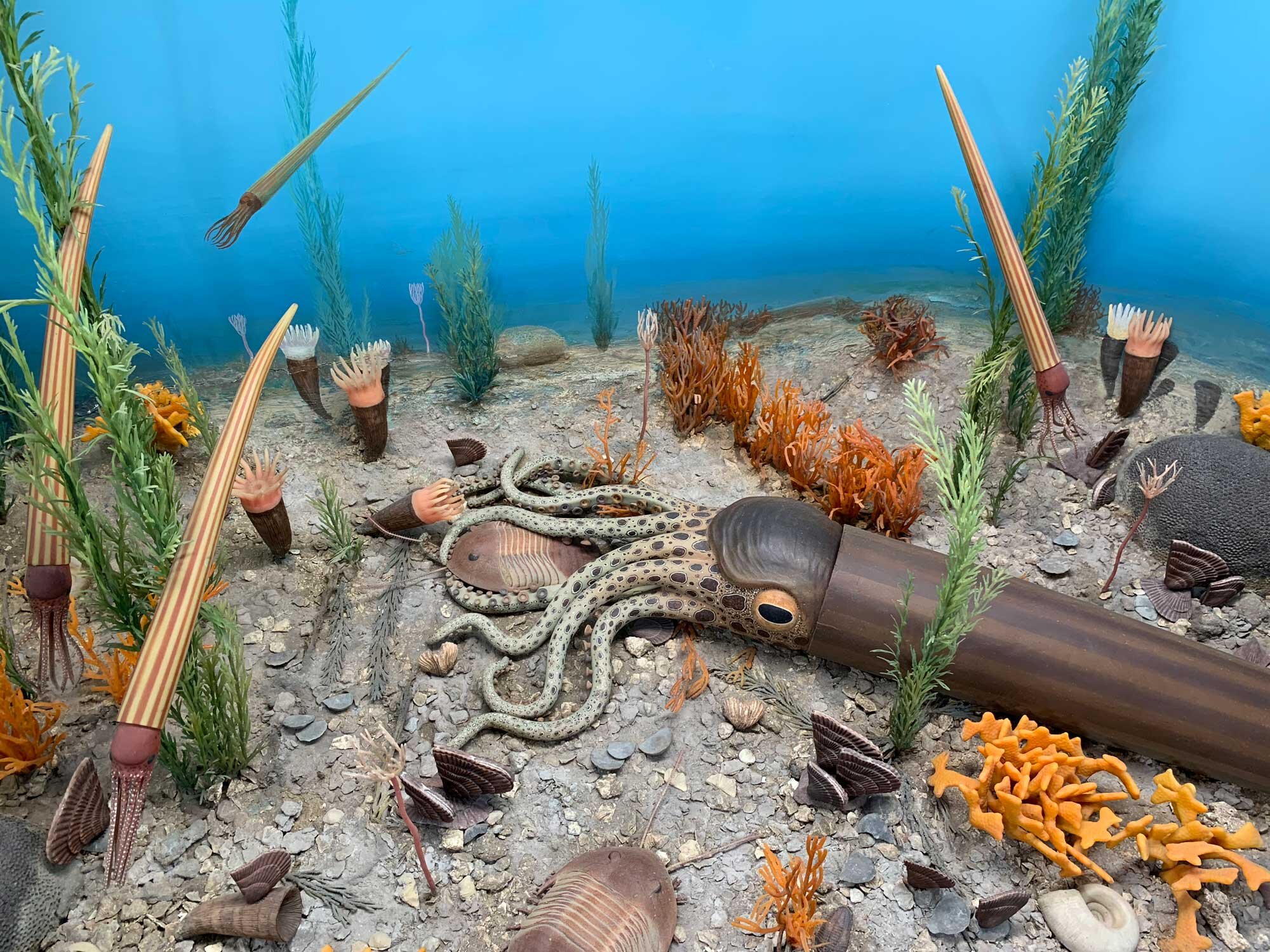 A model of an ocean floor during the Ordovician period in which many different types of colorful organisms are living. The backdrop is blue to represent ocean water.