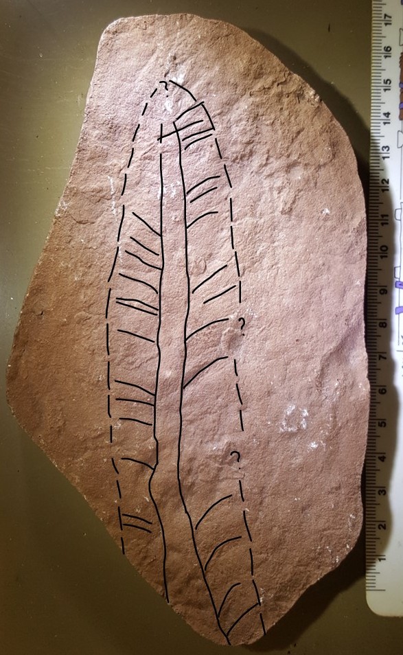 A photograph of a brown slab of plaster that contains the cast of an Ediacaran fossil.