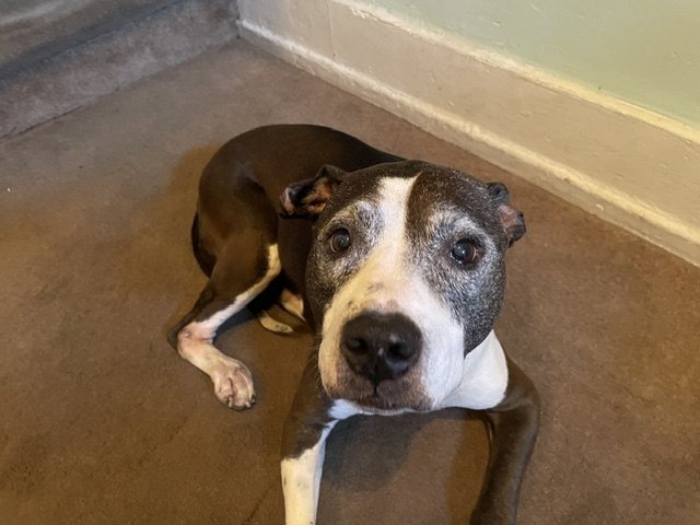 A dog facing the camera partially laying down on a carpet with some wall in the far corner.