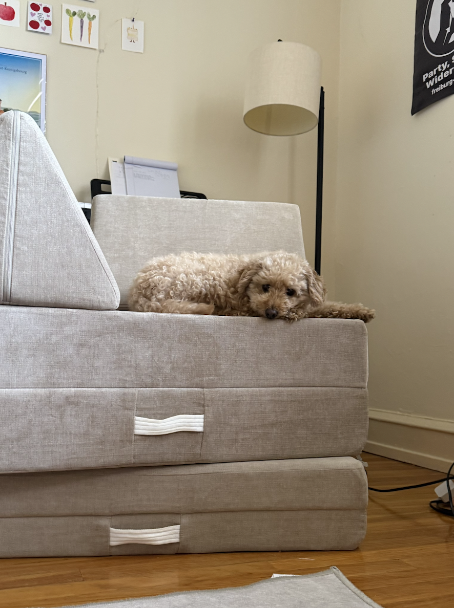 There is a dog on a couch