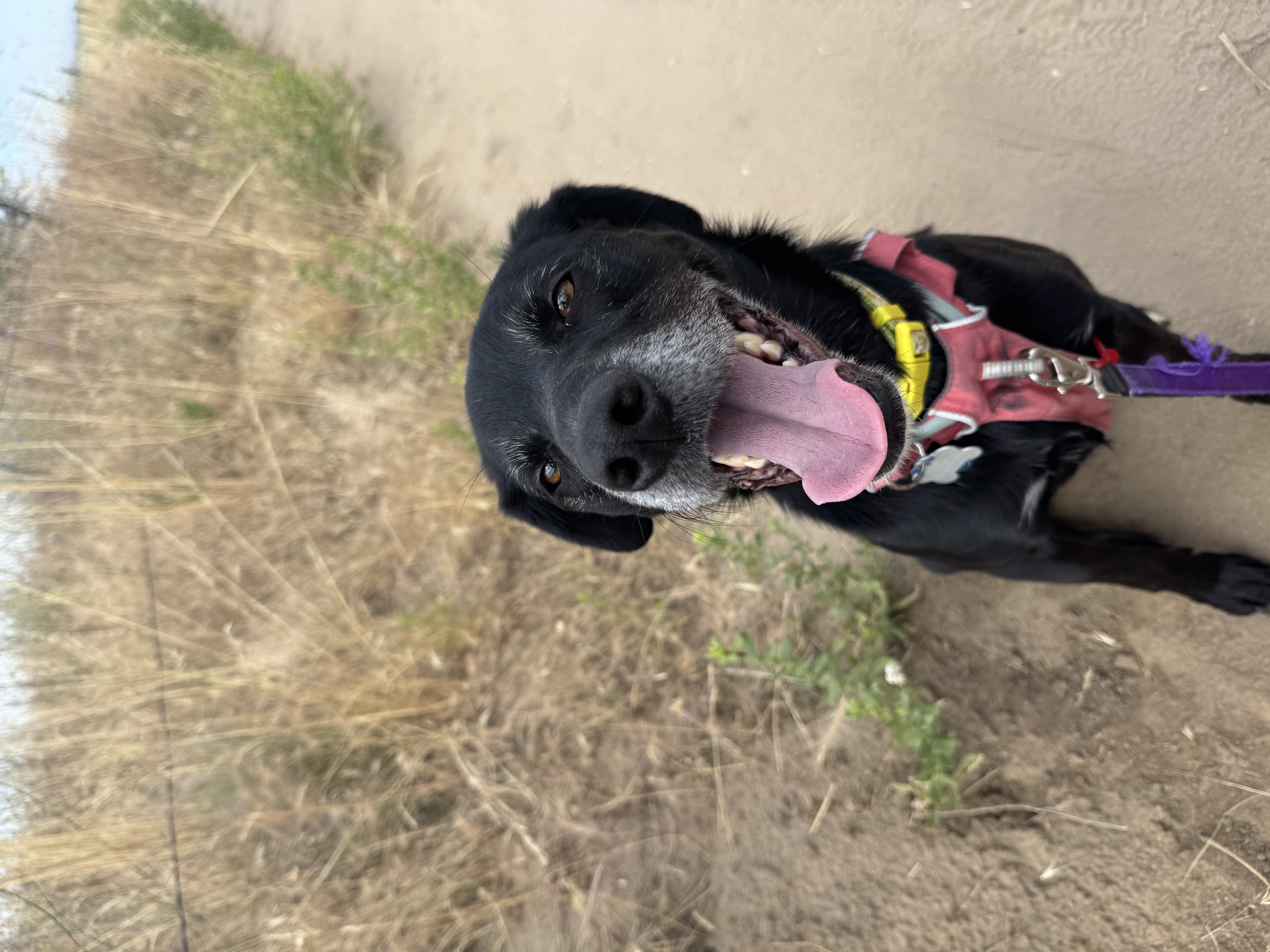 A happy black dog sitting on a trail