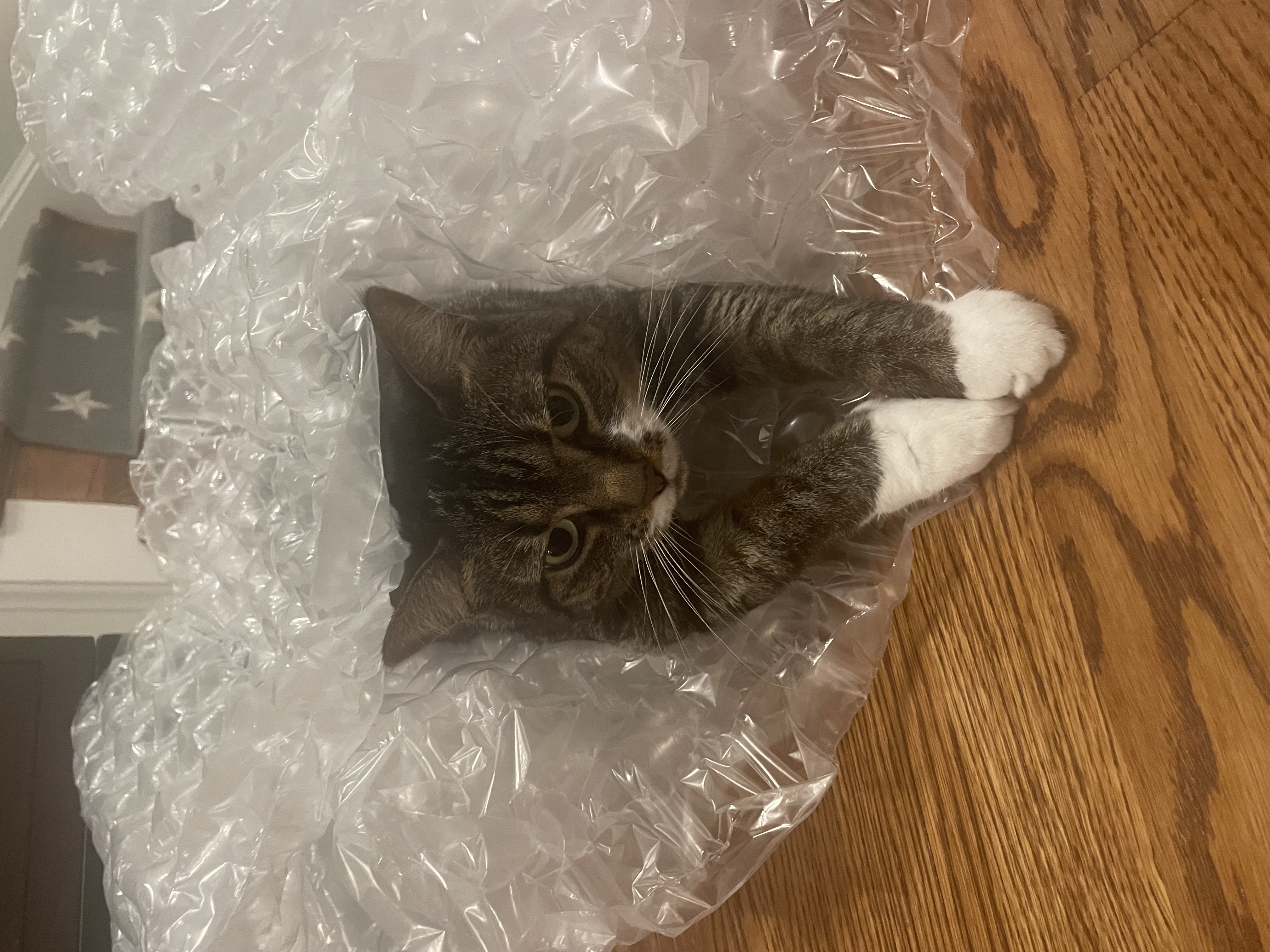 A brown and white cat