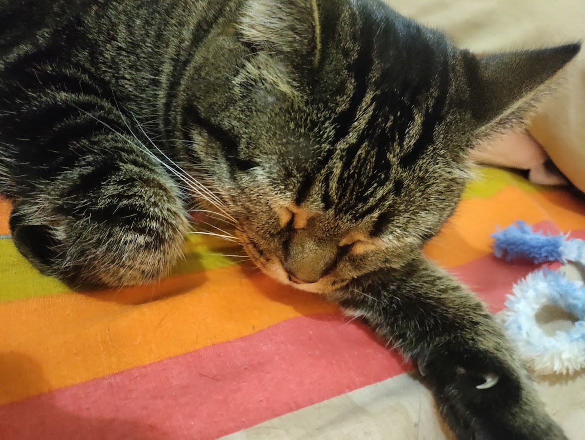 Sleeping black and grey tabby cat