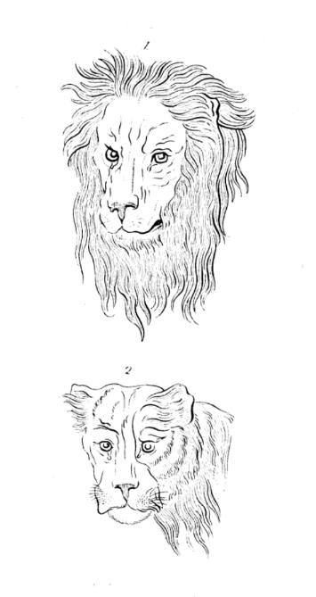 A drawing of the heads of lion and a lioness.
